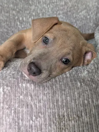 Violet - the fawn puppy