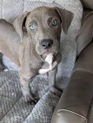 Blue - Adoption Pending
