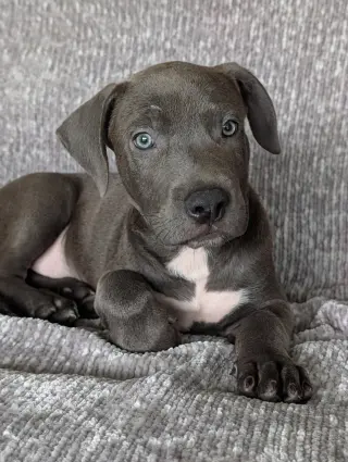 Blue - Adoption Pending