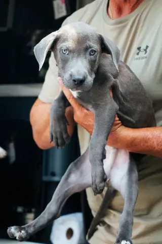 Blue - Adoption Pending