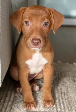 Ginger - No More Applications, Please!