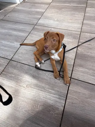 Ginger - No More Applications, Please!