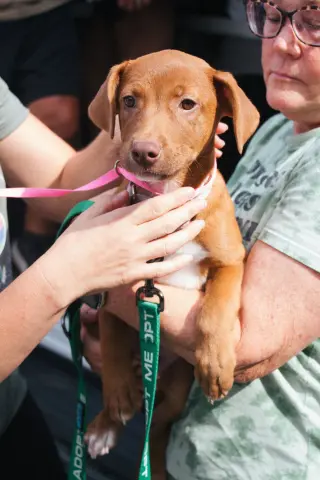 Ginger - No More Applications, Please!