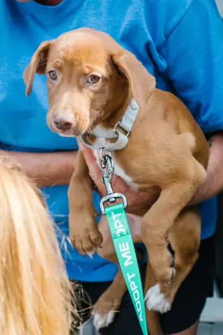 Ginger - No More Applications, Please!
