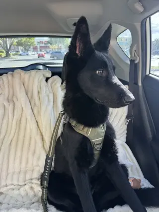 Odin