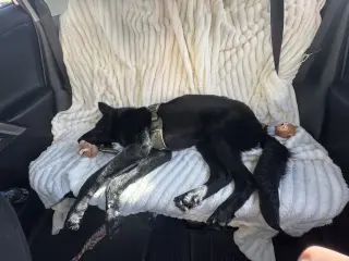 Odin