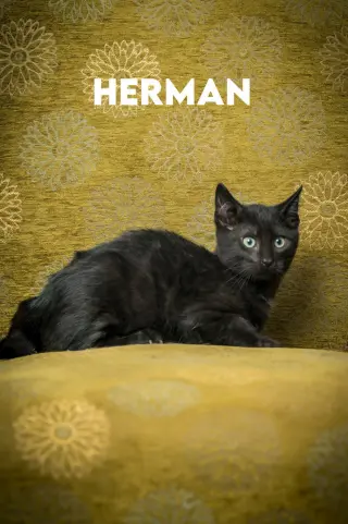Herman