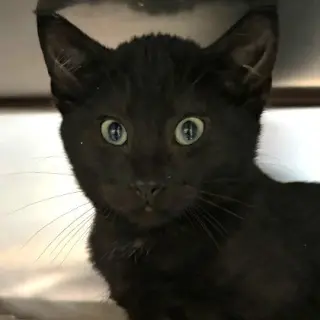 Herman