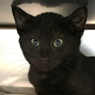 Herman