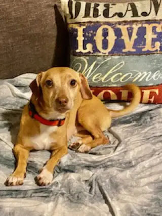 Louie
