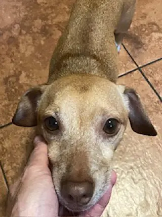 Louie