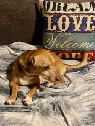 Louie