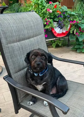 Buddy