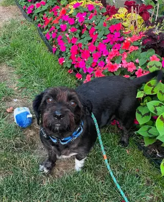 Buddy