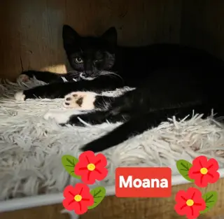 Moana