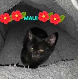 Maui
