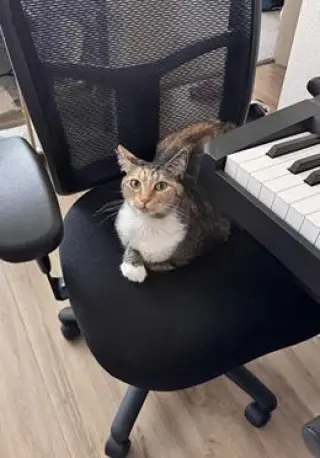Jazzy