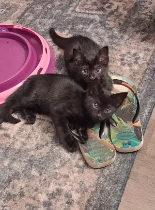 Cecil & Ernest