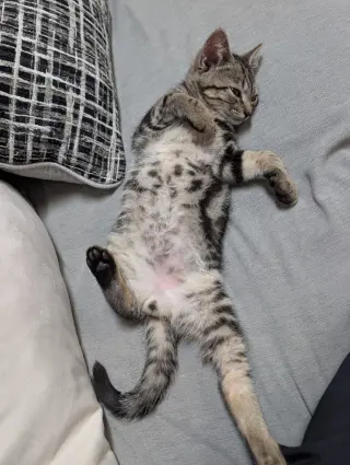 Oreo
