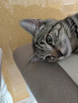 Oreo