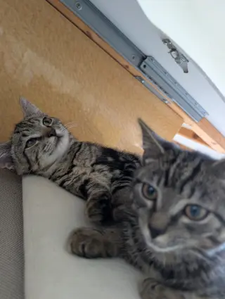 Hyper Oreo