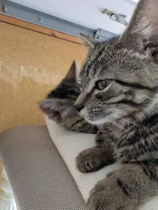 Hyper Oreo