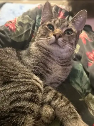 Mr. Kitty - URGENT!!!
