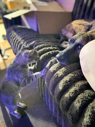 Mr. Kitty - URGENT!!!