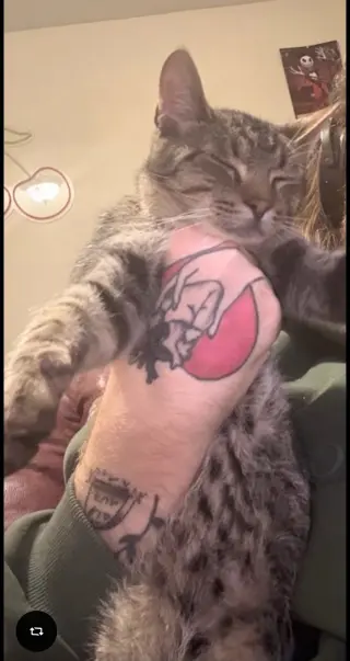 Mr. Kitty - URGENT!!!