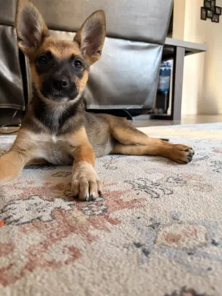 Kenji