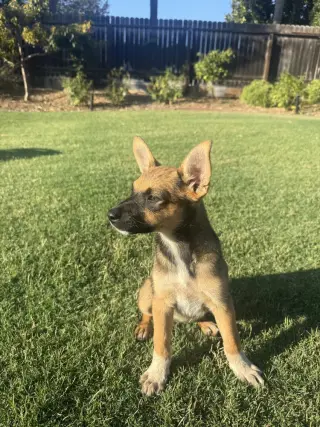 Kenji