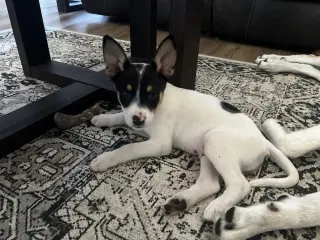 Kato