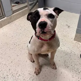 Petey