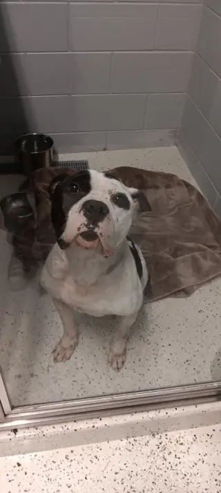 Petey