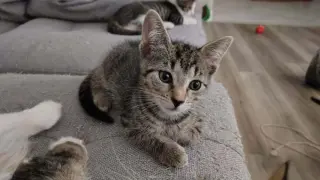Taz Devil