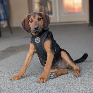 Sawyer