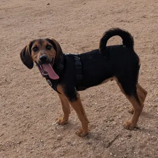 Sawyer