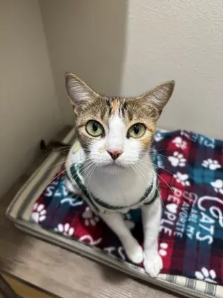 Roopertti