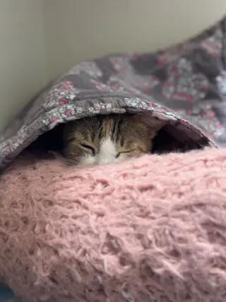 Roopertti