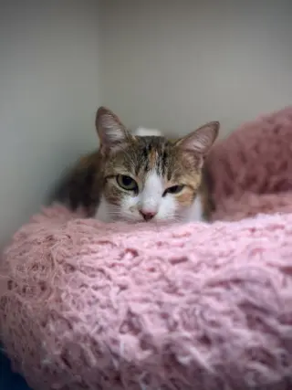 Roopertti