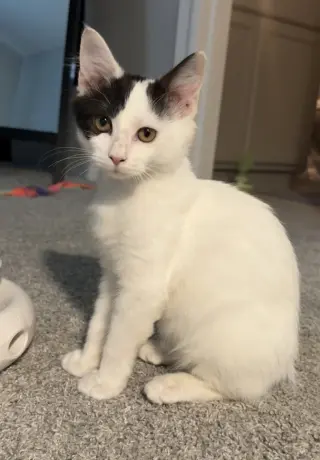 Tabasco