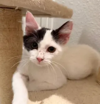 Tabasco