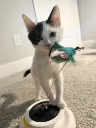 Tabasco