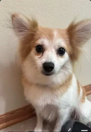 Honey - ADOPTION PENDING