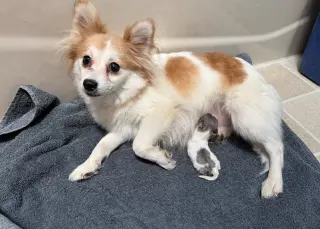 Honey - ADOPTION PENDING