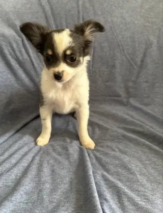 Clover - ADOPTION PENDING