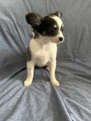 Clover - ADOPTION PENDING