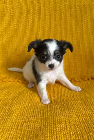 Clover - ADOPTION PENDING