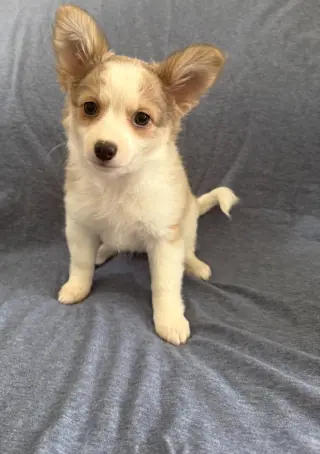 Pollen - ADOPTION PENDING
