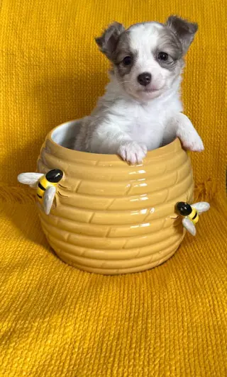 Pollen - ADOPTION PENDING